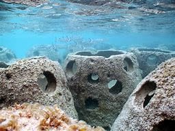 A coral reef with many rocks and plants